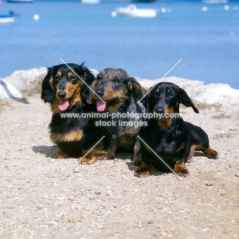 long haired, smooth and wire haired dachshunds by the sea