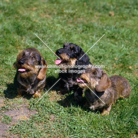 ch guinness of drakesleat and others, three miniature wire haired dachshunds looking up