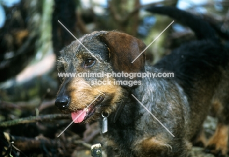 bonavoir max, wirehaired dachshund in woods