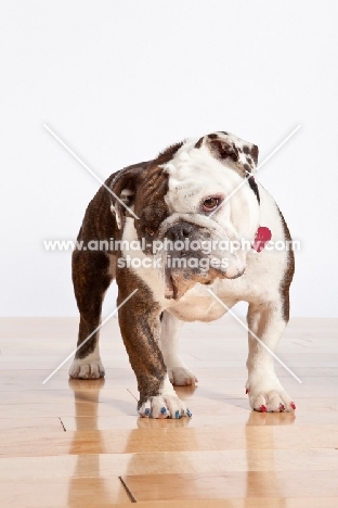 Bulldog on wooden floor
