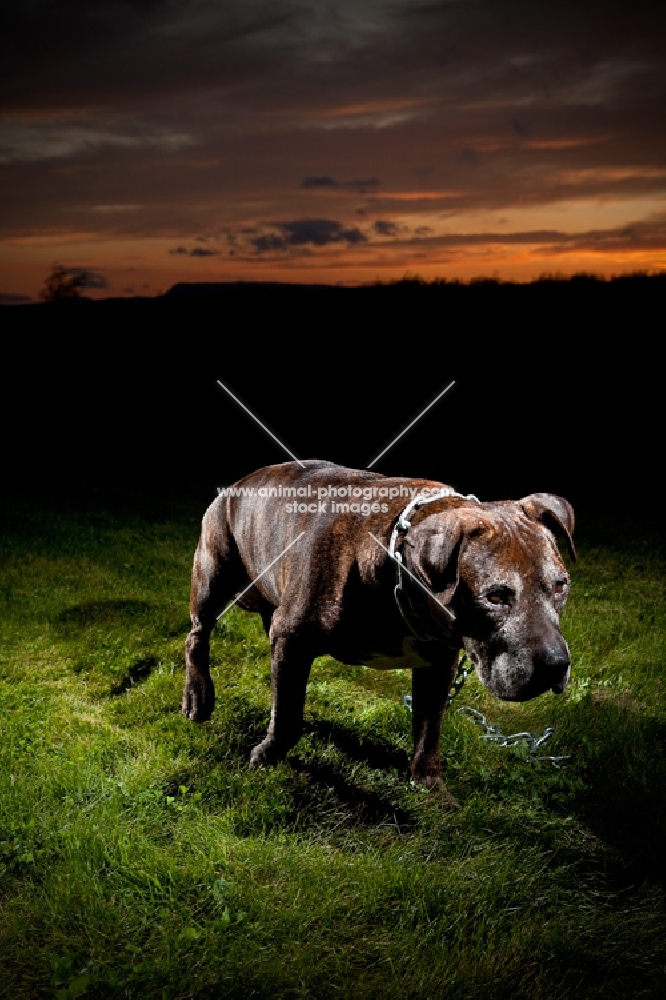 Dog walking towards camera right