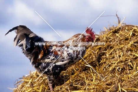 chicken on dung heap