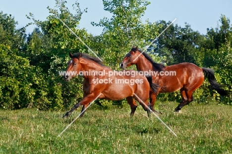 two Quarter horses running together