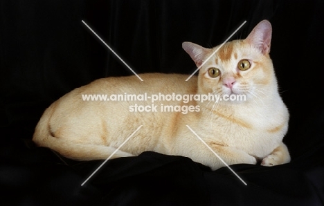 red burmese cat lying on black cloth