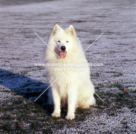 samoyed in frosty field looking straight at camera