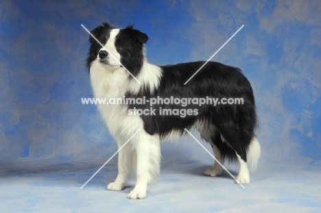 Border Collie on blue background