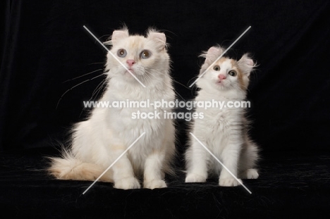 young and adult American Curl cat