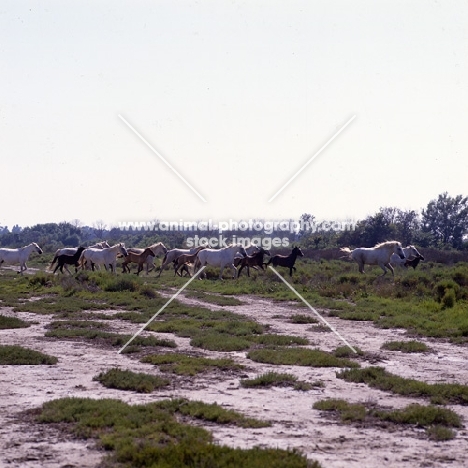 herd of camargue mares and foals running  with stallion