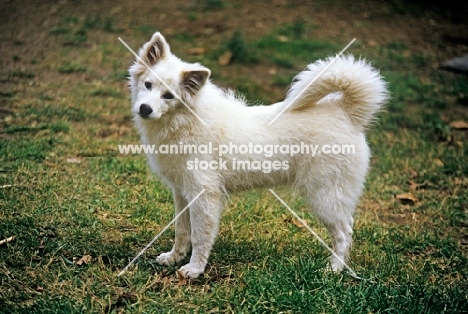 thunderpass camrose, american eskimo dog