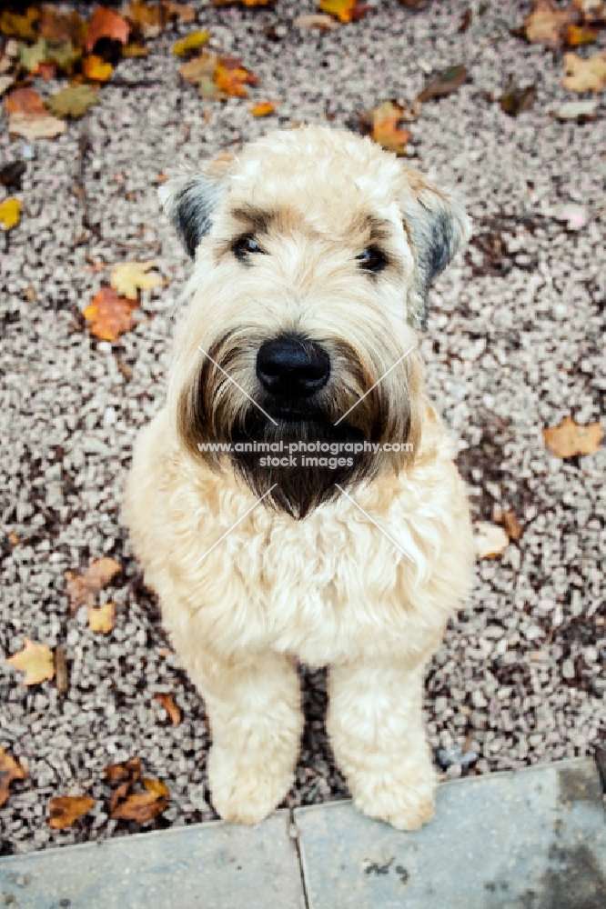 soft coated wheaten terrier sitting on path