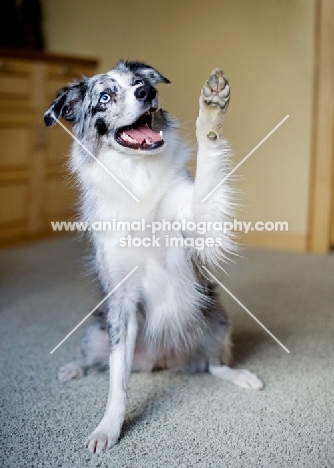 Blue merle Australian Shepherd indoors, smiling and waving.