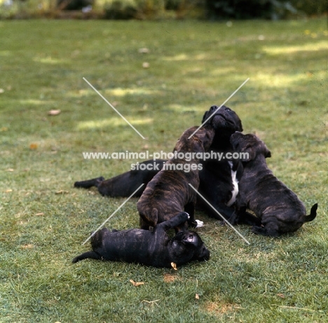 staffordshire bull terrier family, bitch, jenny, with puppies kissing and playing