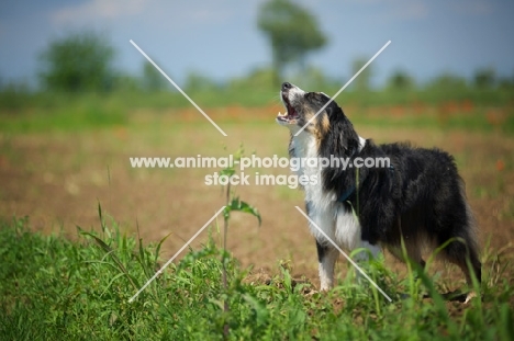 black tri color australian shepherd barking, natural environment