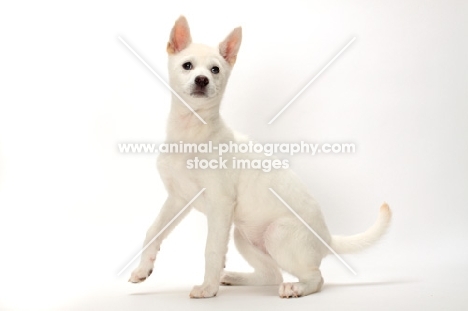 young Kishu on white background