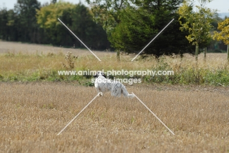 Working english setter at field trial