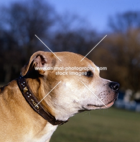 Staffordshire bull terrier head study