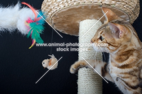 marble Bengal cat playing on a scratch post, black background