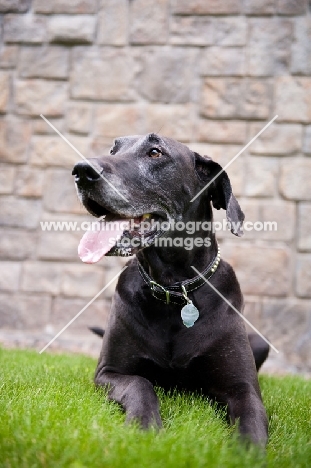Black Great Dane lying in front of stone wall.