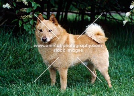 ben, undocked schipperke on grass