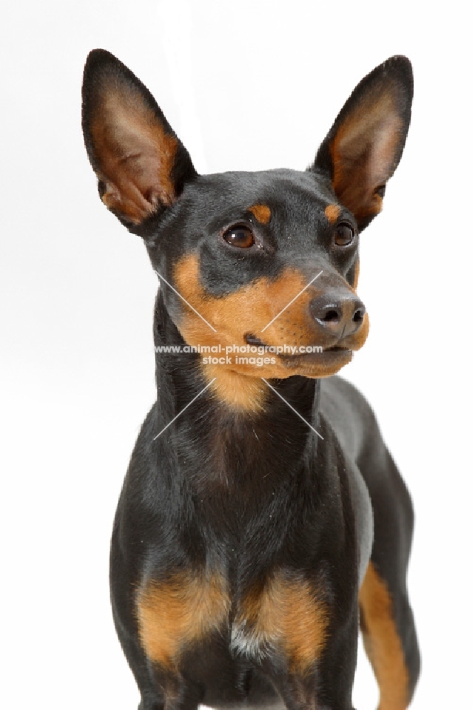 black and tan Miniature Pinscher on white background, portrait