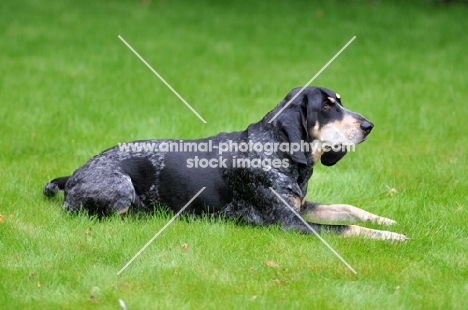 petit bleu de gascogne on grass