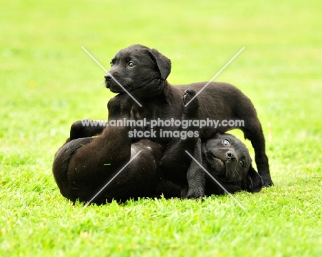 two labrador puppies playing