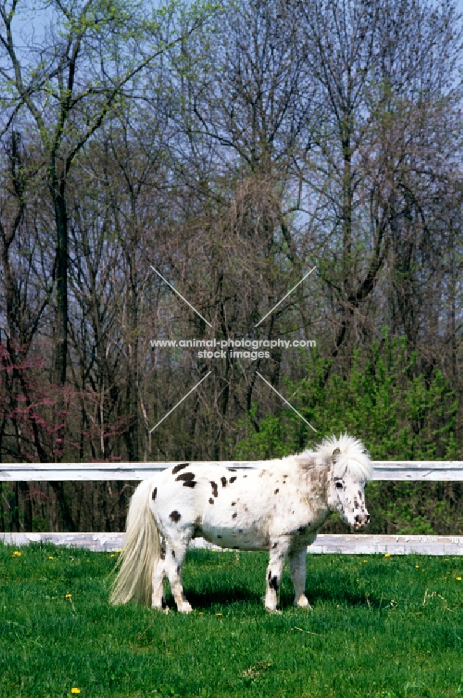 falabella pony standing near fence in usa