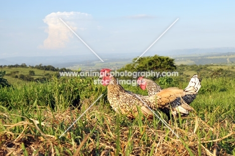 two Sebright Bantam chickens in field