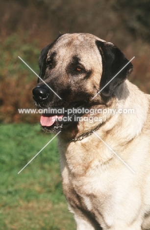 Kangal dog