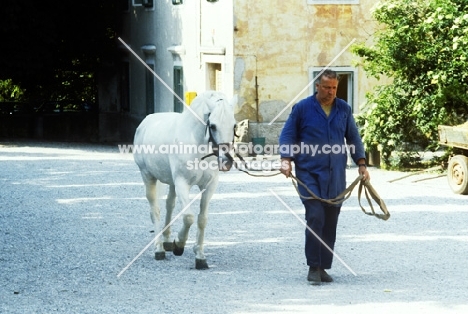 lipizzaner stallion lead by handler at lipica