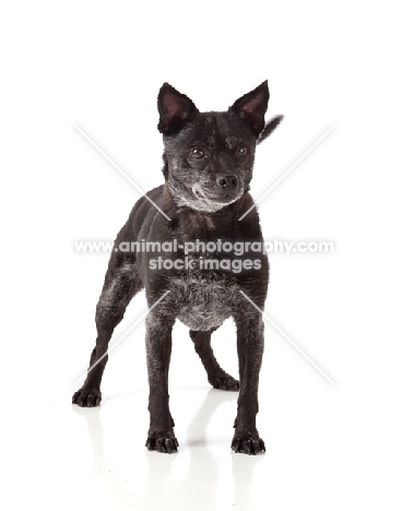black dog standing on white background