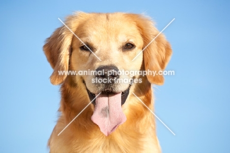 Golden Retriever looking at camera