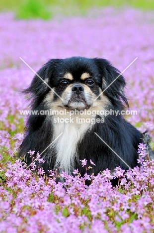 Tibetan Spaniel