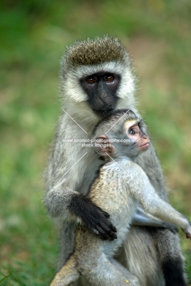 monkey with baby