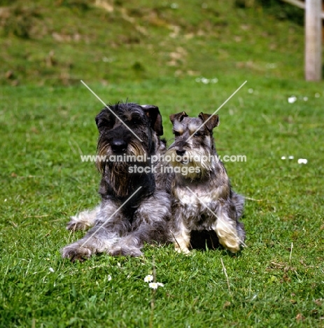 giant and miniature schnauzers together on grass