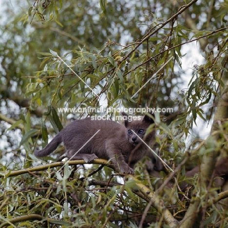 blue burmese cat up a tree watching