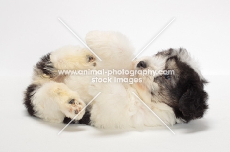 Polish Lowland Sheepdog puppy on white background