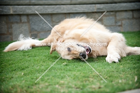 golden retriever rolling in grass