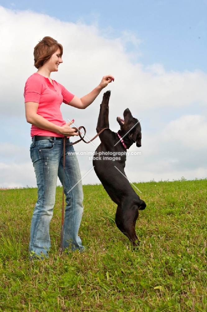 Young woman playing with her Black Labrador Retriever in a grassy field