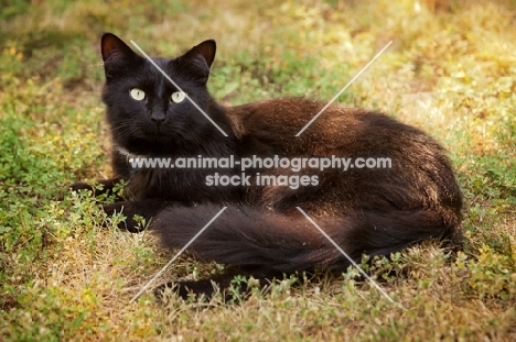 black cat resting on grass