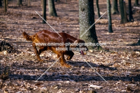 irish setter in usa trotting among trees