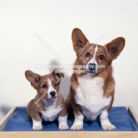 champion pim of critum, cardigan corgi and puppy sitting on a blanket