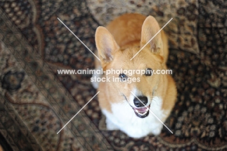 Red Pembroke Corgi sitting on rug indoors.