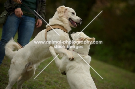 two white golden retrievers playing together