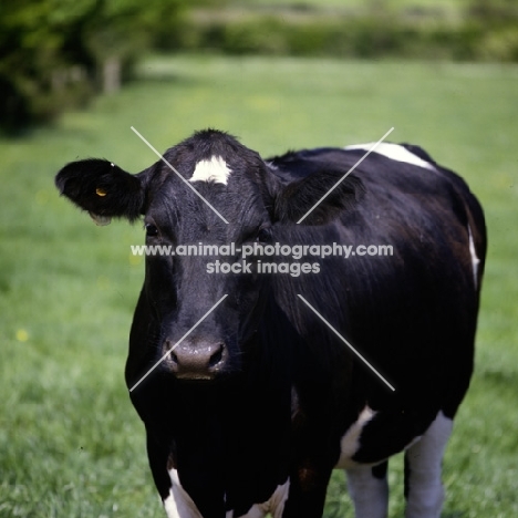 friesian cow looking at camera