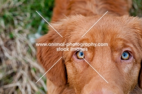 Nova Scotia Duck Tolling Retriever close up