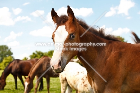 young Appaloosa looking at camera