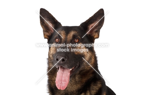 German Shepherd Dog