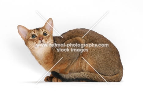 ruddy coloured abyssinian on white background