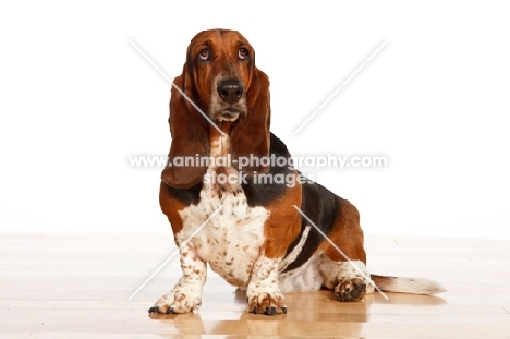 tri colour Basset Hound sitting down